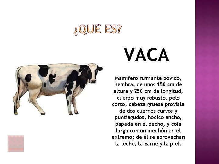 VACA Mamífero rumiante bóvido, hembra, de unos 150 cm de altura y 250 cm