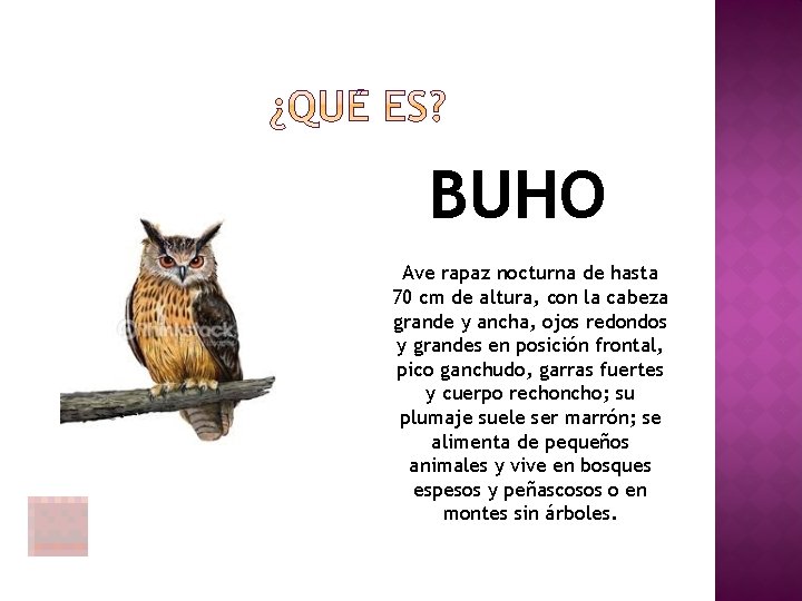 BUHO Ave rapaz nocturna de hasta 70 cm de altura, con la cabeza grande