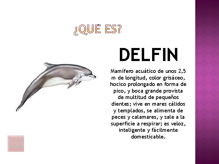 DELFIN Mamífero acuático de unos 2, 5 m de longitud, color grisáceo, hocico prolongado