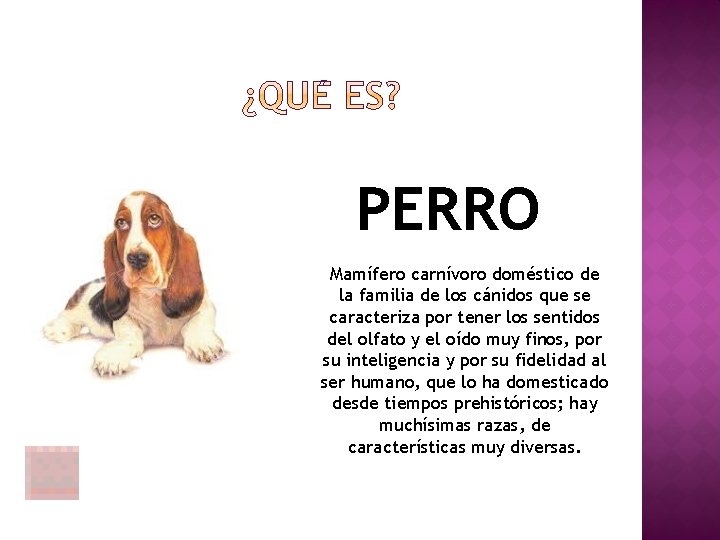 PERRO Mamífero carnívoro doméstico de la familia de los cánidos que se caracteriza por