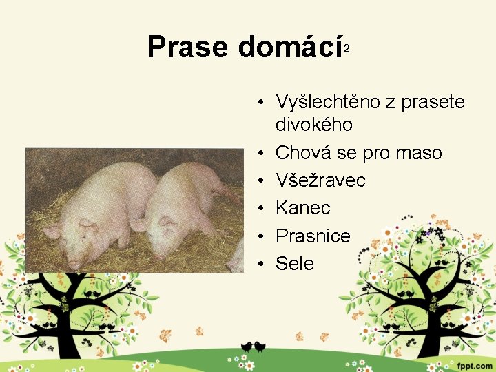 Prase domácí 2 • Vyšlechtěno z prasete divokého • Chová se pro maso •