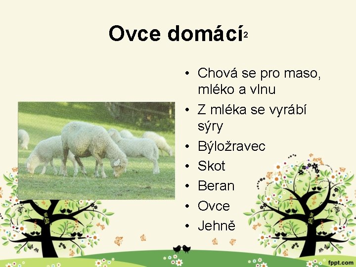 Ovce domácí 2 • Chová se pro maso, mléko a vlnu • Z mléka