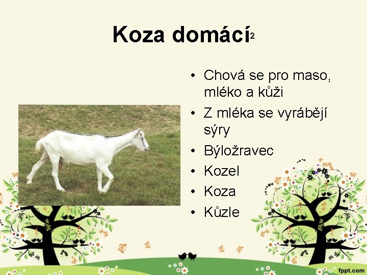 Koza domácí 2 • Chová se pro maso, mléko a kůži • Z mléka