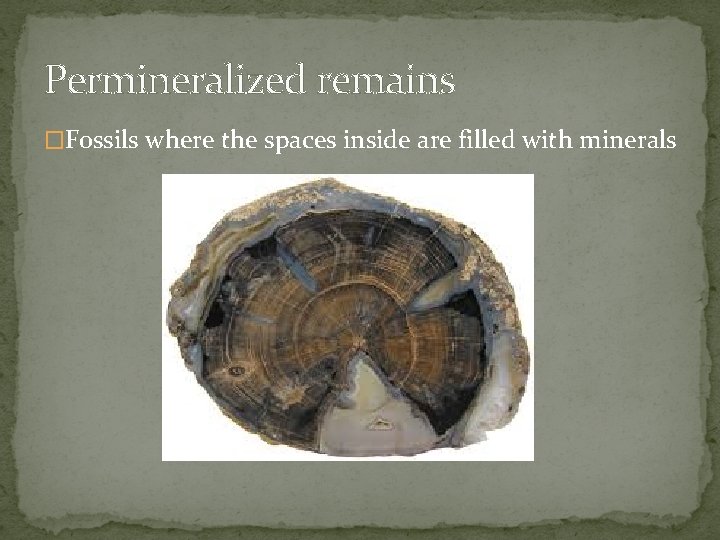 Permineralized remains �Fossils where the spaces inside are filled with minerals 