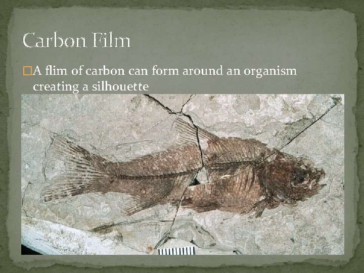 Carbon Film �A flim of carbon can form around an organism creating a silhouette
