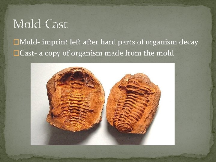 Mold-Cast �Mold- imprint left after hard parts of organism decay �Cast- a copy of