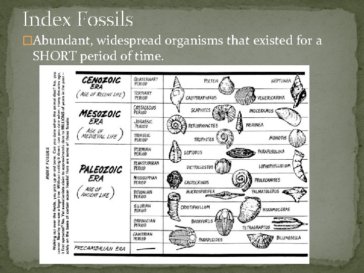 Index Fossils �Abundant, widespread organisms that existed for a SHORT period of time. 