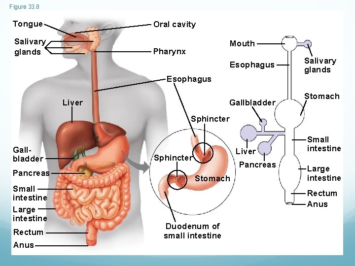 Figure 33. 8 Tongue Oral cavity Salivary glands Mouth Pharynx Esophagus Salivary glands Esophagus