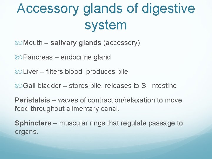 Accessory glands of digestive system Mouth – salivary glands (accessory) Pancreas – endocrine gland