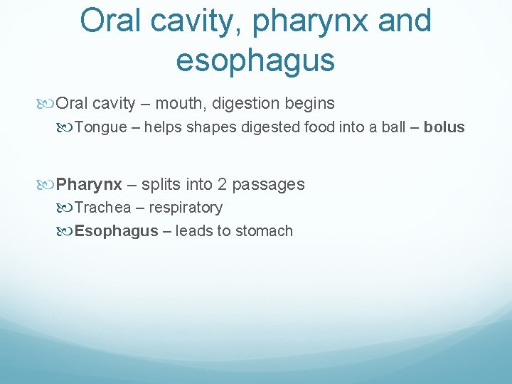 Oral cavity, pharynx and esophagus Oral cavity – mouth, digestion begins Tongue – helps