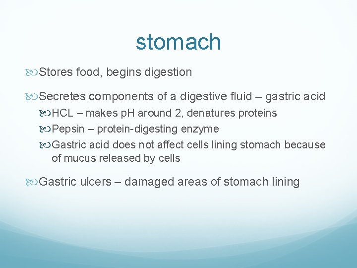 stomach Stores food, begins digestion Secretes components of a digestive fluid – gastric acid