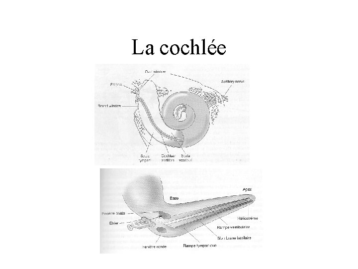 La cochlée 