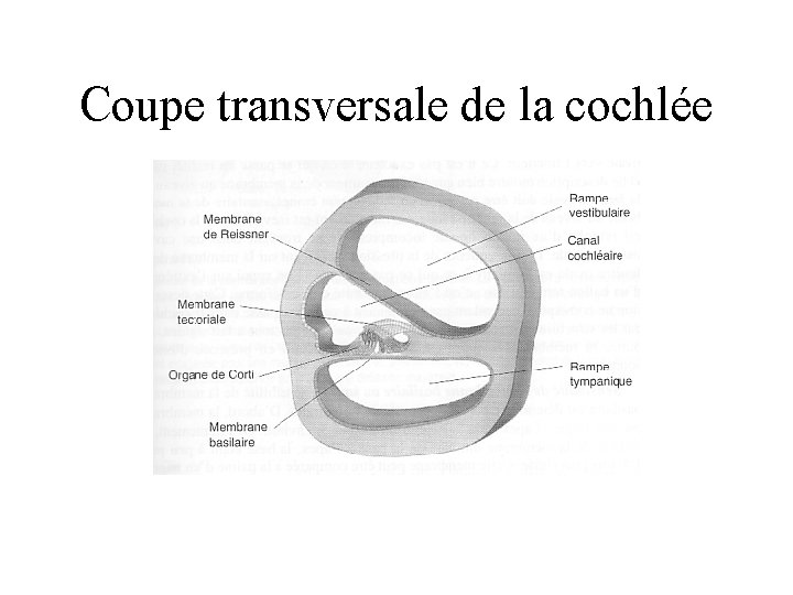 Coupe transversale de la cochlée 