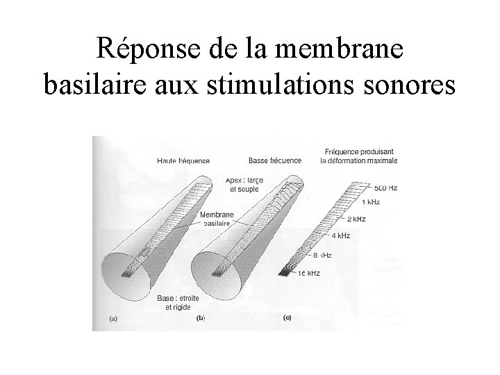 Réponse de la membrane basilaire aux stimulations sonores 