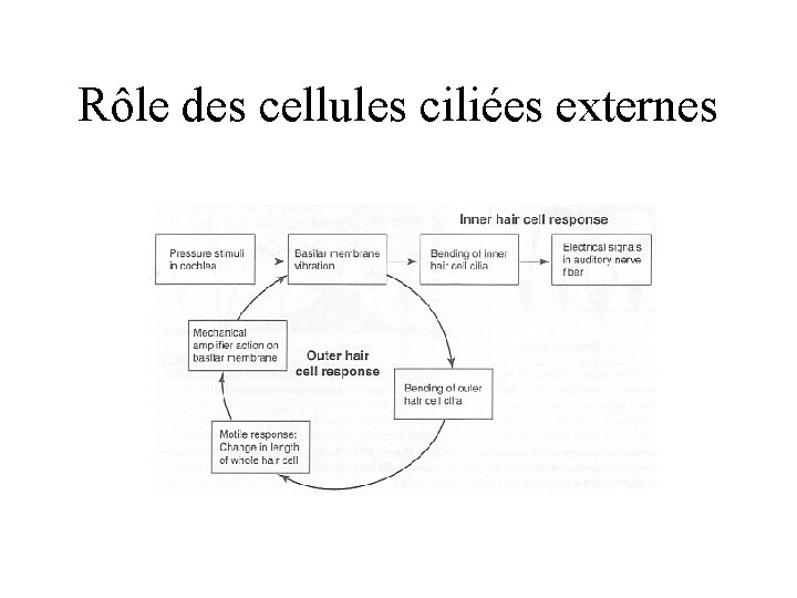 Rôle des cellules ciliées externes 
