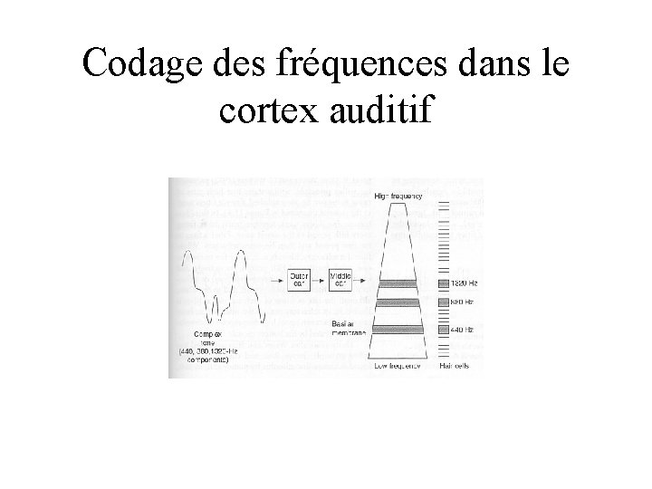 Codage des fréquences dans le cortex auditif 