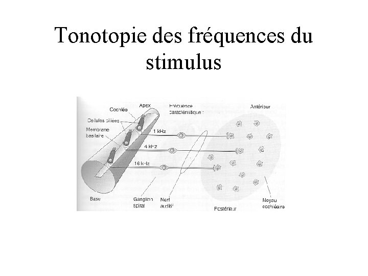 Tonotopie des fréquences du stimulus 