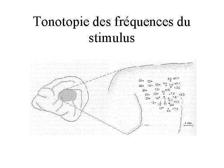 Tonotopie des fréquences du stimulus 