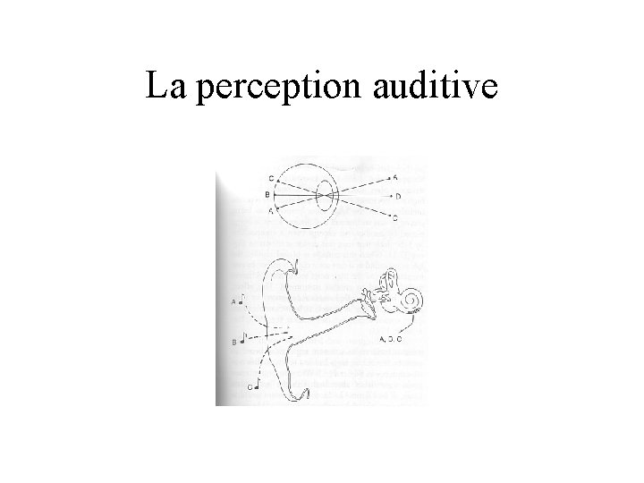 La perception auditive 