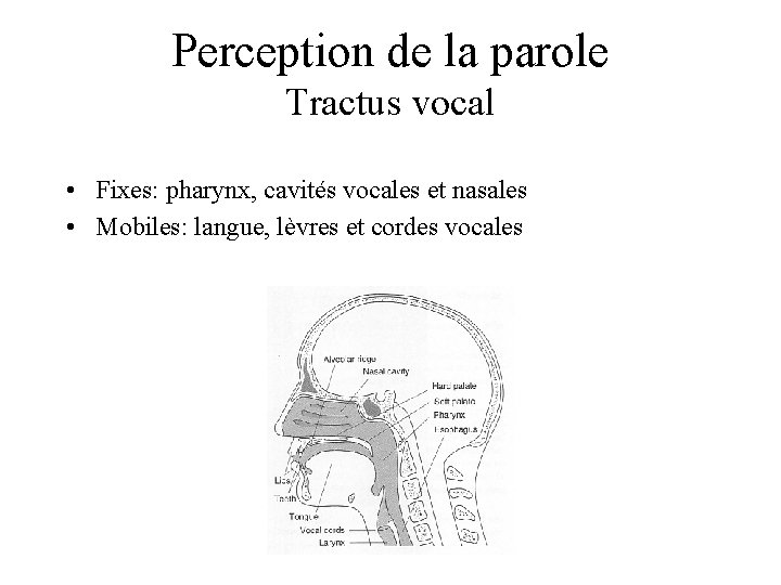 Perception de la parole Tractus vocal • Fixes: pharynx, cavités vocales et nasales •