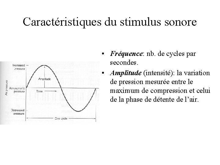 Caractéristiques du stimulus sonore • Fréquence: nb. de cycles par secondes. • Amplitude (intensité):