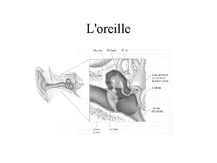 L'oreille 