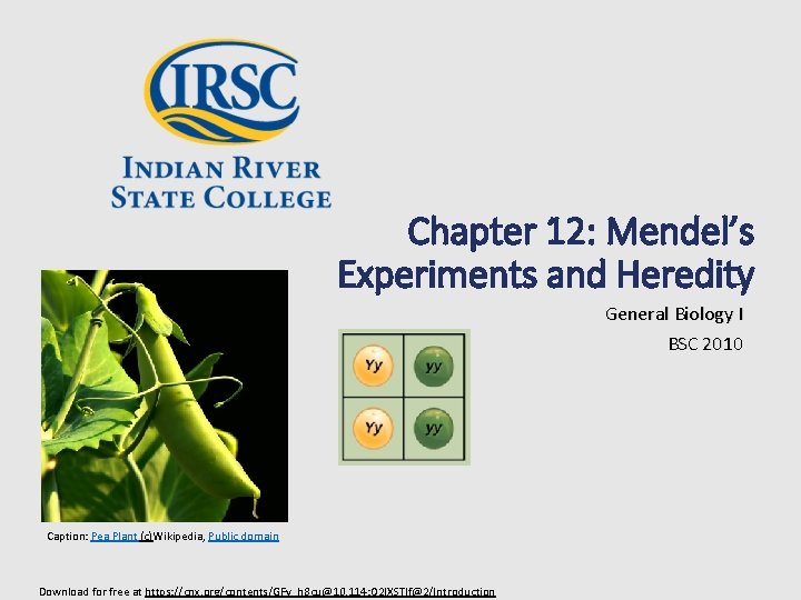 Chapter 12: Mendel’s Experiments and Heredity General Biology I BSC 2010 Caption: Pea Plant