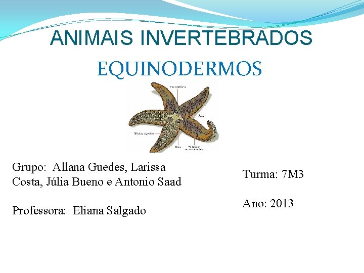 ANIMAIS INVERTEBRADOS EQUINODERMOS Grupo: Allana Guedes, Larissa Costa, Júlia Bueno e Antonio Saad Professora: