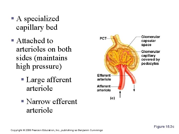 Glomerulus § A specialized capillary bed § Attached to arterioles on both sides (maintains Glomerulus § A specialized capillary bed § Attached to arterioles on both sides (maintains