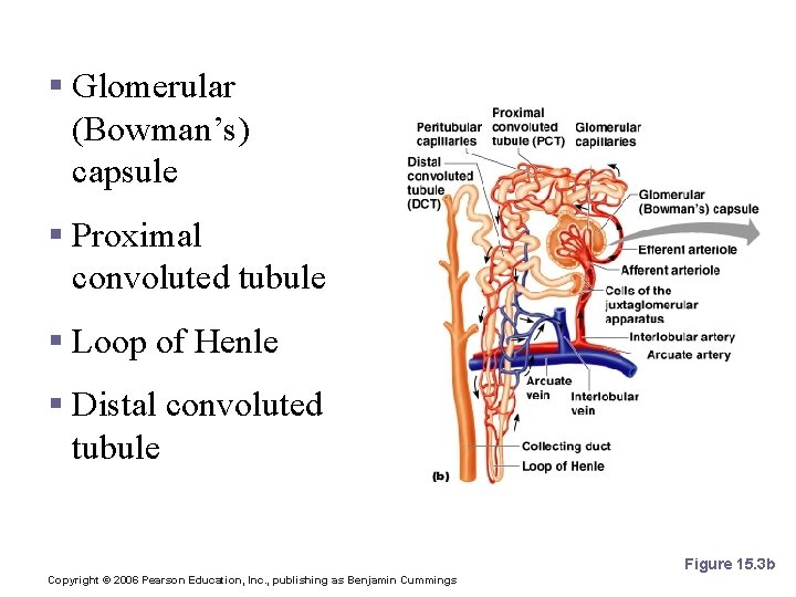Renal Tubule § Glomerular (Bowman’s) capsule § Proximal convoluted tubule § Loop of Henle Renal Tubule § Glomerular (Bowman’s) capsule § Proximal convoluted tubule § Loop of Henle
