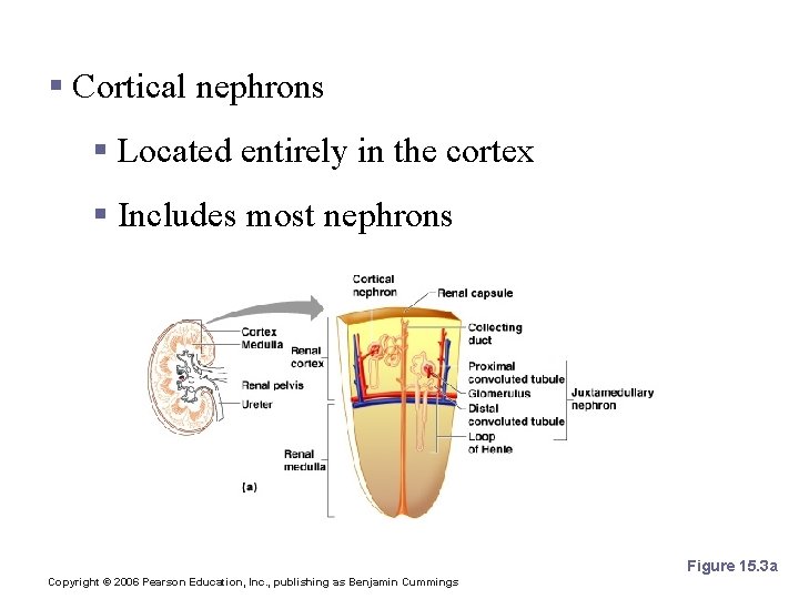 Types of Nephrons § Cortical nephrons § Located entirely in the cortex § Includes Types of Nephrons § Cortical nephrons § Located entirely in the cortex § Includes