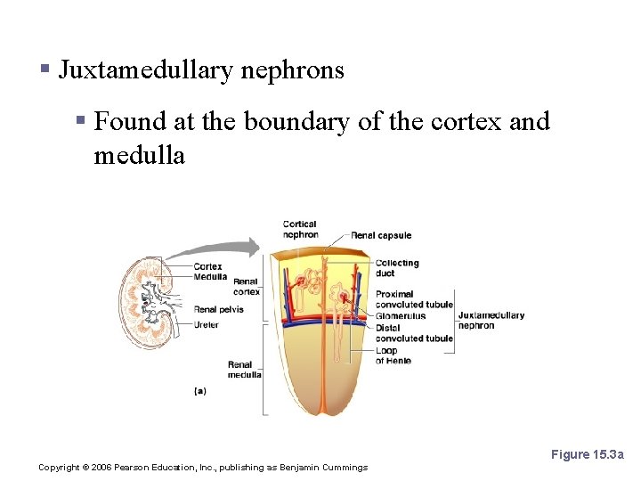 Types of Nephrons § Juxtamedullary nephrons § Found at the boundary of the cortex Types of Nephrons § Juxtamedullary nephrons § Found at the boundary of the cortex