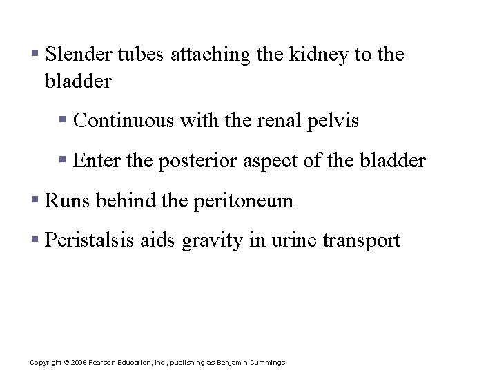 Ureters § Slender tubes attaching the kidney to the bladder § Continuous with the Ureters § Slender tubes attaching the kidney to the bladder § Continuous with the