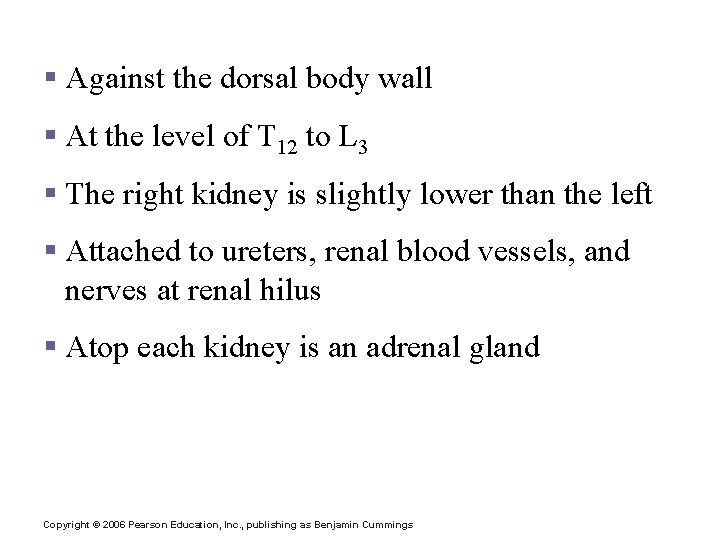 Location of the Kidneys § Against the dorsal body wall § At the level Location of the Kidneys § Against the dorsal body wall § At the level