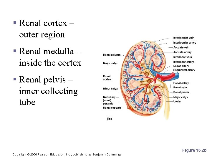 Regions of the Kidney § Renal cortex – outer region § Renal medulla – Regions of the Kidney § Renal cortex – outer region § Renal medulla –