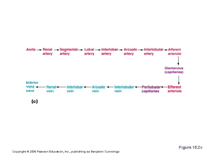 Blood Flow in the Kidneys Figure 15. 2 c Copyright © 2006 Pearson Education, Blood Flow in the Kidneys Figure 15. 2 c Copyright © 2006 Pearson Education,