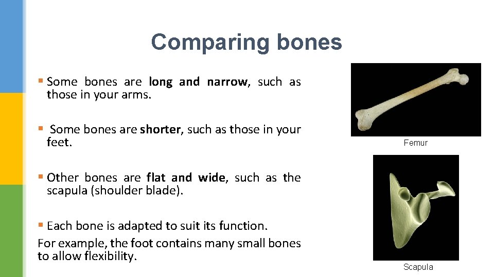 Comparing bones § Some bones are long and narrow, such as those in your