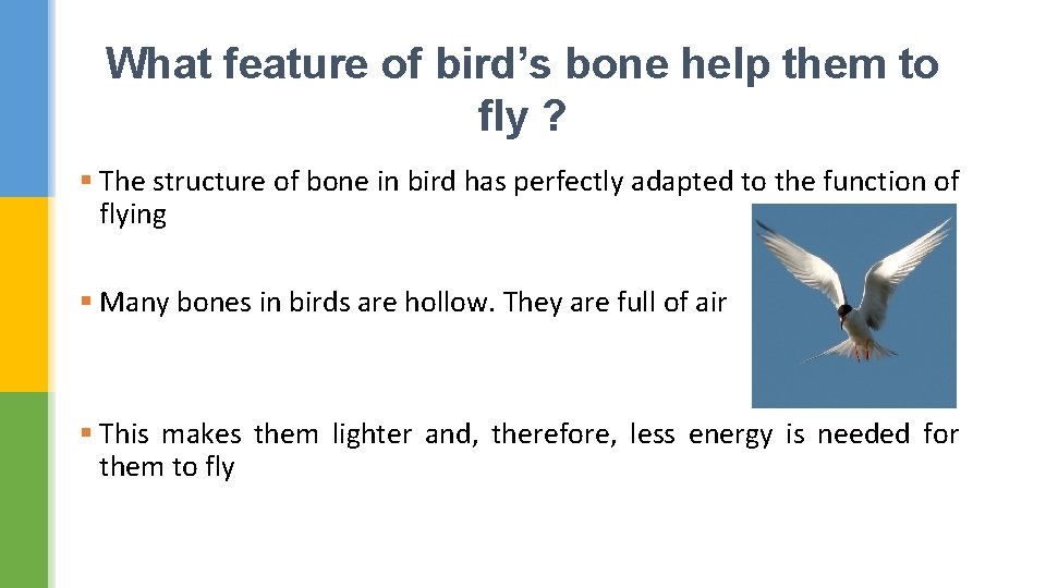 What feature of bird’s bone help them to fly ? § The structure of