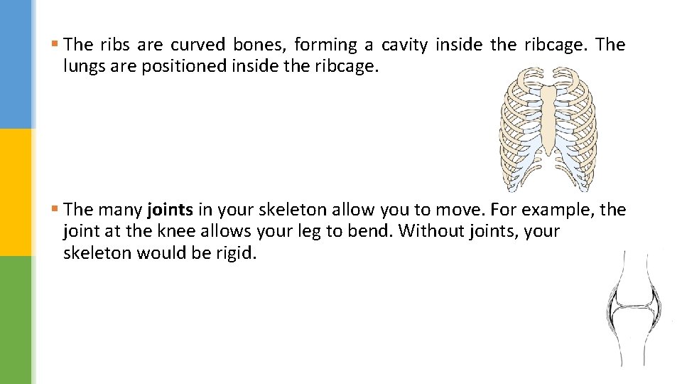§ The ribs are curved bones, forming a cavity inside the ribcage. The lungs