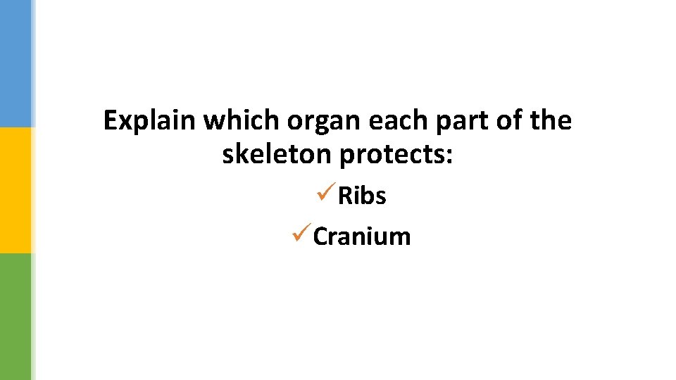 Explain which organ each part of the skeleton protects: üRibs üCranium 