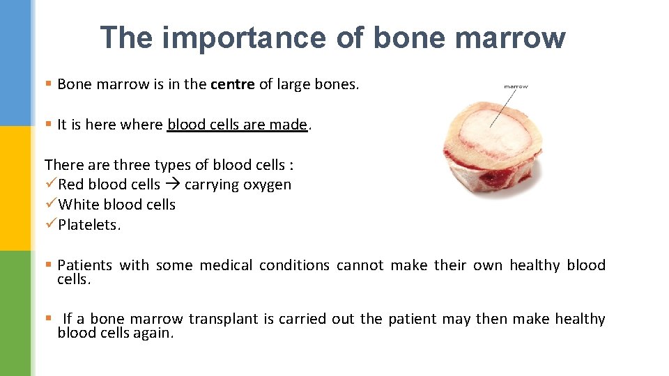 The importance of bone marrow § Bone marrow is in the centre of large