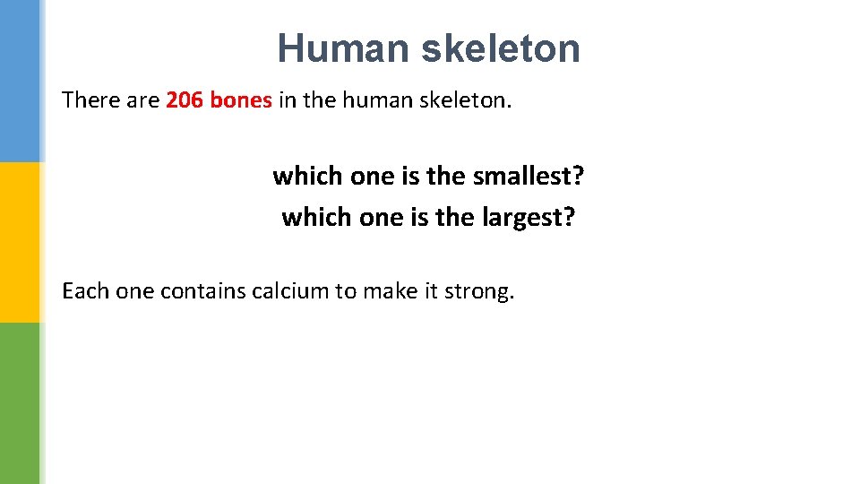 Human skeleton There are 206 bones in the human skeleton. which one is the