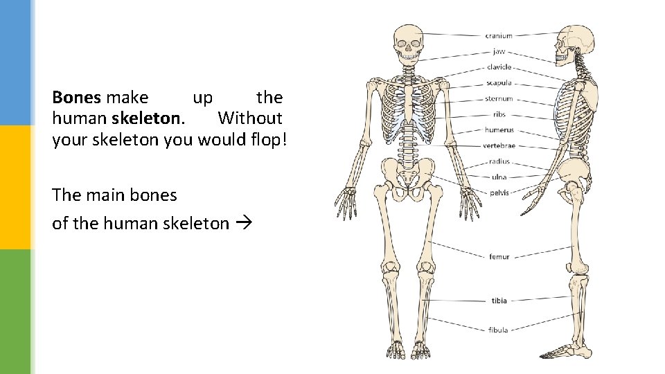 Bones make up the human skeleton. Without your skeleton you would flop! The main