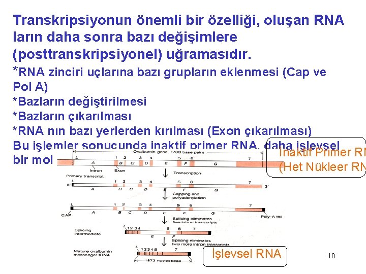 Transkripsiyonun önemli bir özelliği, oluşan RNA ların daha sonra bazı değişimlere (posttranskripsiyonel) uğramasıdır. *RNA