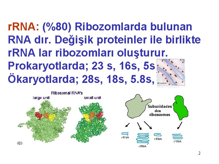 r. RNA: (%80) Ribozomlarda bulunan RNA dır. Değişik proteinler ile birlikte r. RNA lar