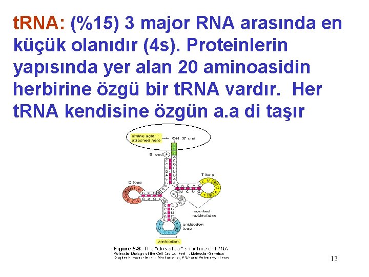 t. RNA: (%15) 3 major RNA arasında en küçük olanıdır (4 s). Proteinlerin yapısında