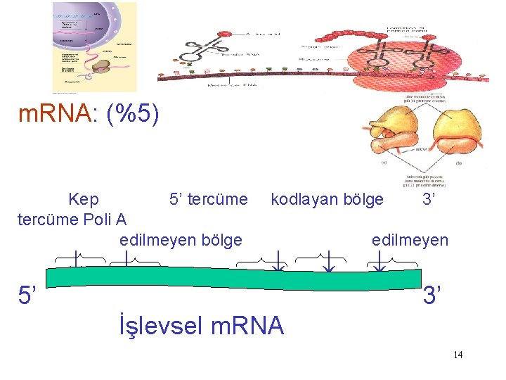 m. RNA: (%5) Kep 5’ tercüme Poli A edilmeyen bölge kodlayan bölge 5’ 3’