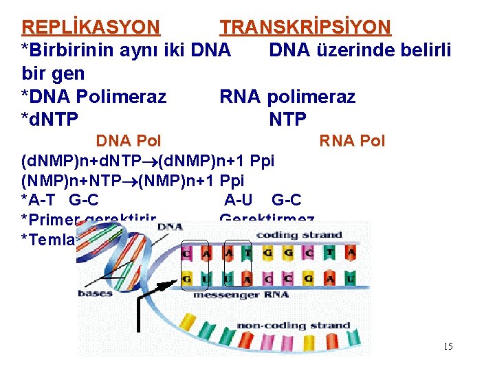 REPLİKASYON TRANSKRİPSİYON *Birbirinin aynı iki DNA üzerinde belirli bir gen *DNA Polimeraz RNA polimeraz