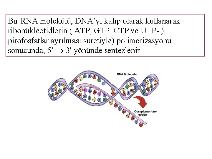 Bir RNA molekülü, DNA’yı kalıp olarak kullanarak ribonükleotidlerin ( ATP, GTP, CTP ve UTP-