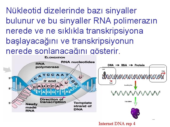 Nükleotid dizelerinde bazı sinyaller bulunur ve bu sinyaller RNA polimerazın nerede ve ne sıklıkla